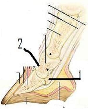 Síndrome navicular en caballos tratado con acupuntura - Image 3
