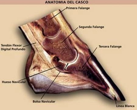 Síndrome navicular en caballos tratado con acupuntura - Image 1