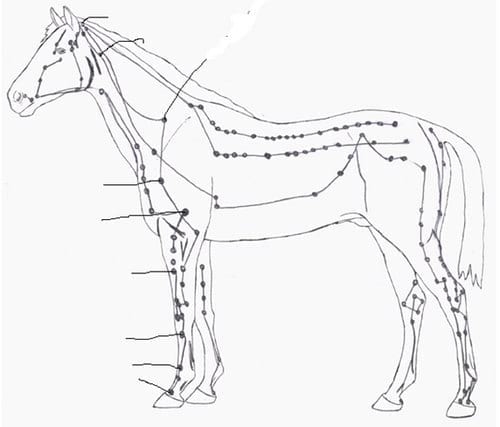 Síndrome navicular en caballos tratado con acupuntura - Image 2