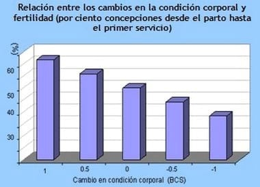 El Papel de Grasas en Mejorar la Fertilidad y la Producción Lechera - Image 1