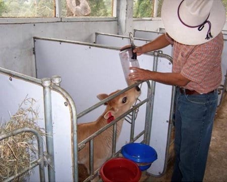 Manejo de personal en crianza de terneras de lecheria pequeñas y medianas - Image 1