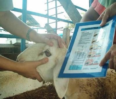 Clasifcación por el método Famacha y su relación con el valor de hematocrito y recuento de h.p.g. de ovinos criados en condiciones de pastoreo - Image 2
