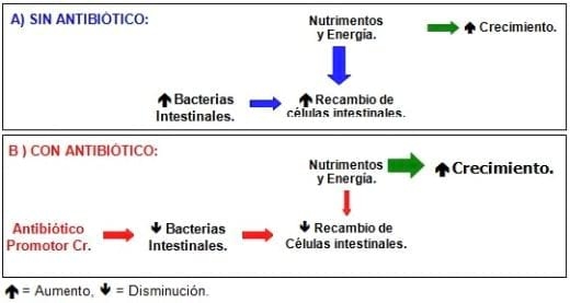 Nutrición Rentable del Lechón Moderno (Parte V), La medicación en los Preiniciadores - Image 2