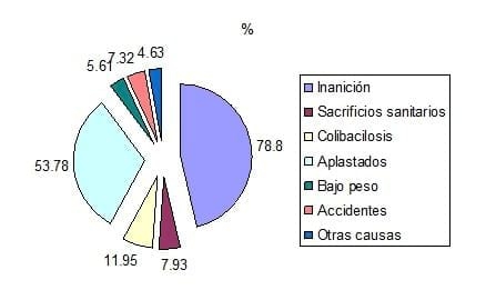 Estudio de factores de riesgo vinculados a la mortalidad neonatal en una granja porcina - Image 1