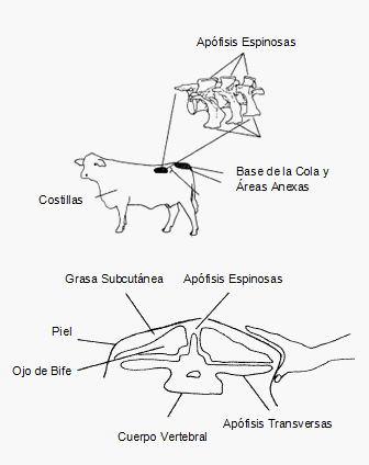 Aspectos Nutricionales relacionados con el intervalo Parto - Celo en Vaca de Cría - Image 7