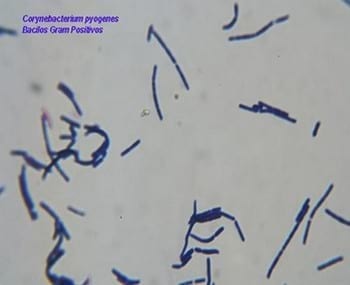 Bacteriologia en el complejo respiratorio de las aves - Image 4