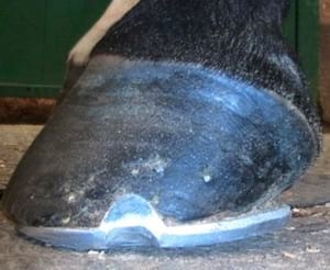 El casco del caballo - Image 1