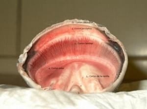 El casco del caballo - Image 2