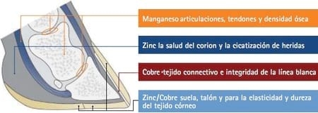 Pezuñas de cerdos - Guía para la clasificación de lesiones - Image 3