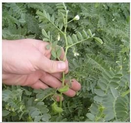 Garbanzo: un cultivo invernal que promete - Image 8