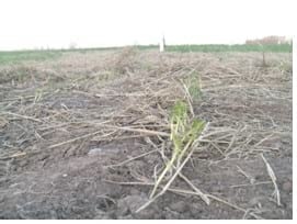 Garbanzo: un cultivo invernal que promete - Image 7