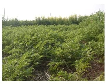 Garbanzo: un cultivo invernal que promete - Image 1