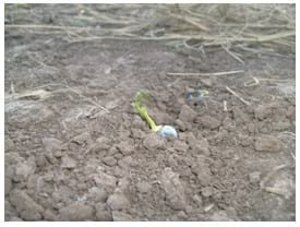 Garbanzo: un cultivo invernal que promete - Image 6