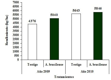 Azospirillum brasilense en cebada cervecera bajo diferentes niveles de fertilización fosforo-nitrogenada - Image 11