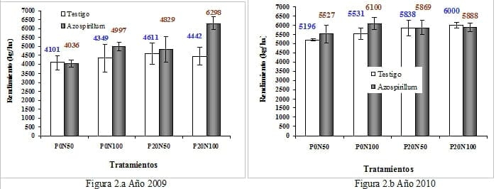 Azospirillum brasilense en cebada cervecera bajo diferentes niveles de fertilización fosforo-nitrogenada - Image 9
