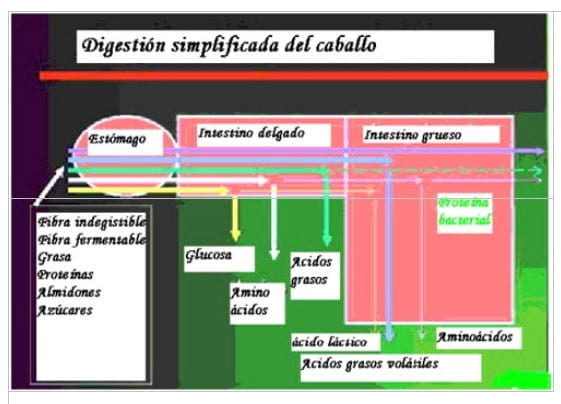 Nutrición Equina - Image 2