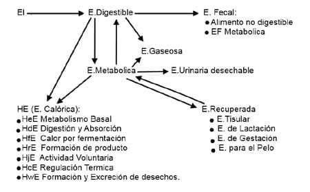 Nutrición Equina - Image 3