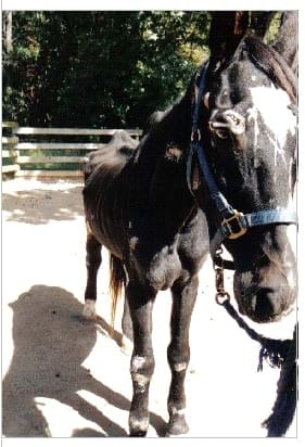 Nutrición Equina - Image 7