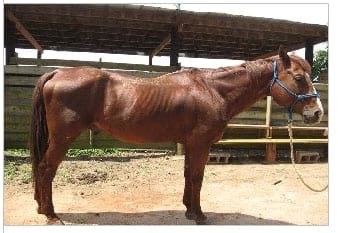 Nutrición Equina - Image 9