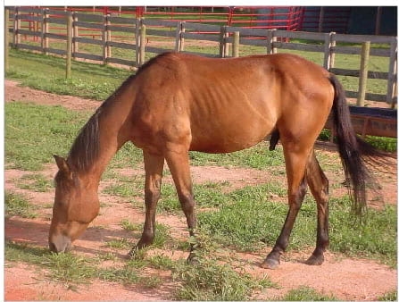 Nutrición Equina - Image 10