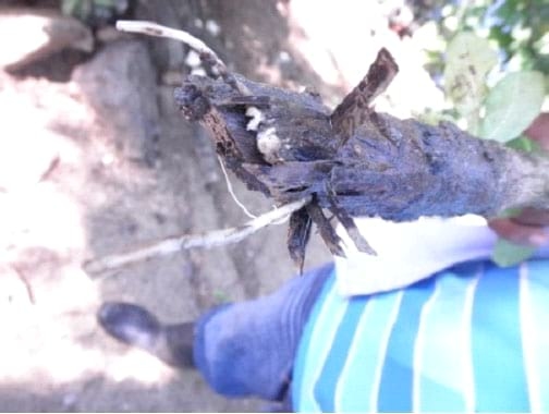 Explotación sistemática del Totumo (Crescentia cujete L y Crescentia alata K) en Silvopastoreo, producción de forraje, frutos para alimentación animal y farmacopea. Alternativa sostenible para afrontar el cambio climático - Image 7