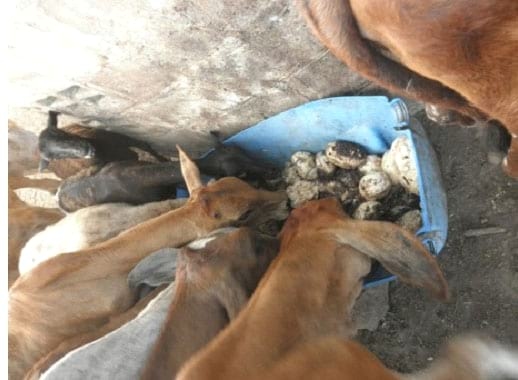 Explotación sistemática del Totumo (Crescentia cujete L y Crescentia alata K) en Silvopastoreo, producción de forraje, frutos para alimentación animal y farmacopea. Alternativa sostenible para afrontar el cambio climático - Image 4
