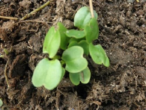 Explotación sistemática del Totumo (Crescentia cujete L y Crescentia alata K) en Silvopastoreo, producción de forraje, frutos para alimentación animal y farmacopea. Alternativa sostenible para afrontar el cambio climático - Image 6