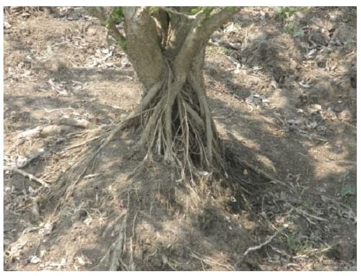 Explotación sistemática del Totumo (Crescentia cujete L y Crescentia alata K) en Silvopastoreo, producción de forraje, frutos para alimentación animal y farmacopea. Alternativa sostenible para afrontar el cambio climático - Image 1