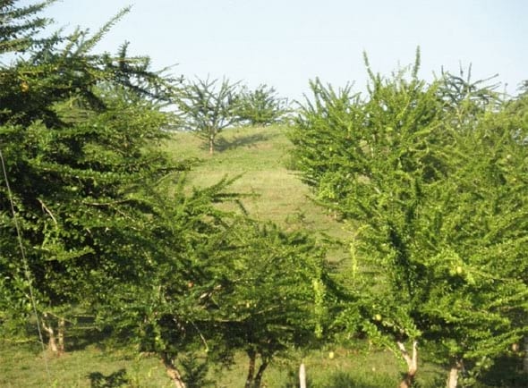 Explotación sistemática del Totumo (Crescentia cujete L y Crescentia alata K) en Silvopastoreo, producción de forraje, frutos para alimentación animal y farmacopea. Alternativa sostenible para afrontar el cambio climático - Image 2