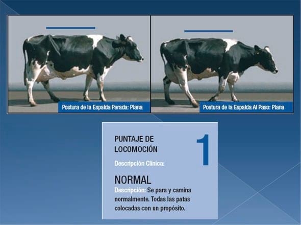 Podopatías en Bovinos de Leche - Image 6