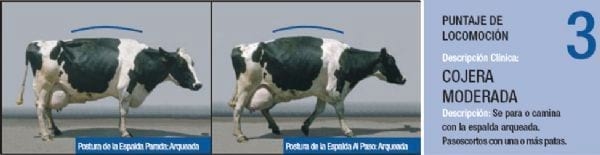 Podopatías en Bovinos de Leche - Image 15