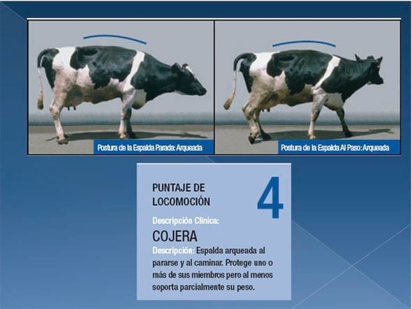 Podopatías en Bovinos de Leche - Image 9