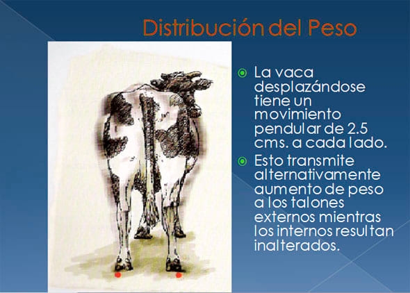 Podopatías en Bovinos de Leche - Image 4