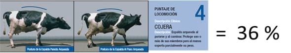 Podopatías en Bovinos de Leche - Image 13