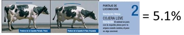 Podopatías en Bovinos de Leche - Image 11