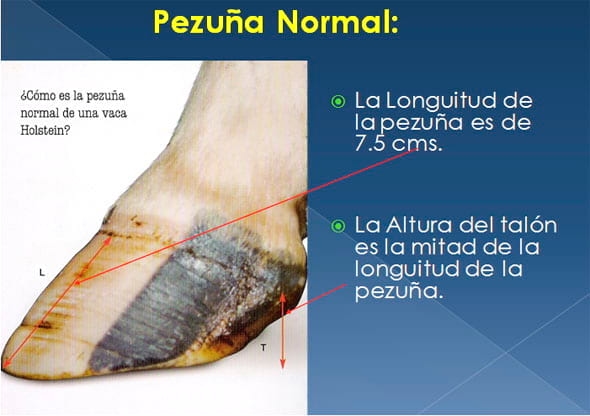 Podopatías en Bovinos de Leche - Image 3