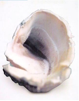 Podopatías en Bovinos de Leche - Image 19