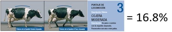 Podopatías en Bovinos de Leche - Image 12
