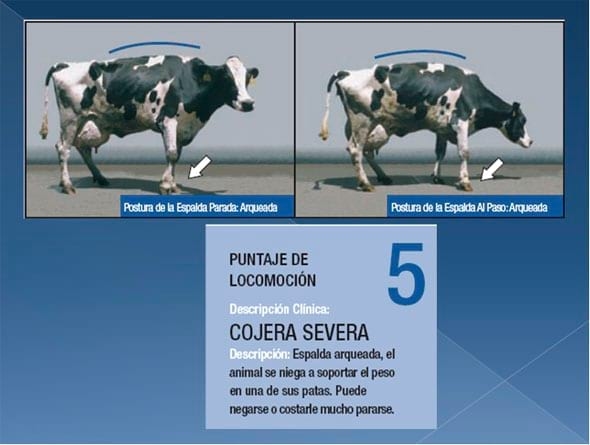 Podopatías en Bovinos de Leche - Image 10