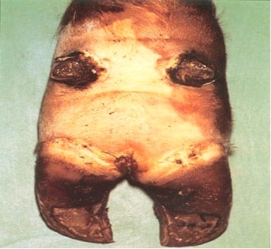 Podopatías en Bovinos de Leche - Image 17