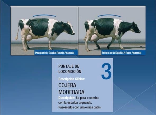 Podopatías en Bovinos de Leche - Image 8
