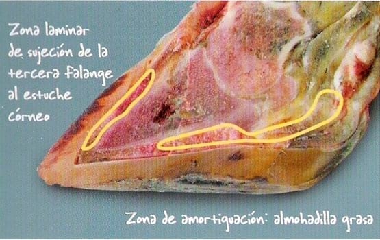Podopatías en Bovinos de Leche - Image 20