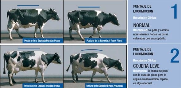 Podopatías en Bovinos de Leche - Image 14