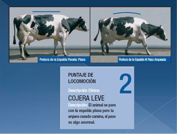 Podopatías en Bovinos de Leche - Image 7