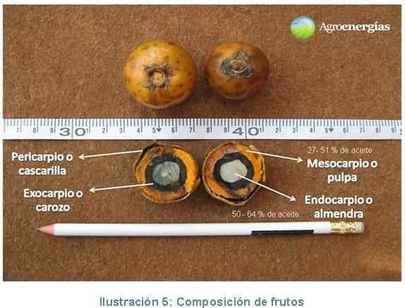 La palmera mbocayá o coquito (Acrocomia aculeata MartJacq.) como nuevo cultivo oleaginoso - Image 6