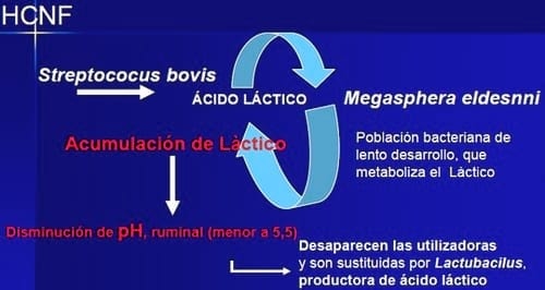 Acidosis en rodeos lecheros - Image 3