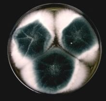 Adiós Aspergillus. Productividad y Calidad Total en plantas de Incubación avícolas - Image 1