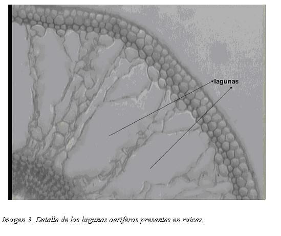 Supervivencia y crecimiento de variedades de Chloris gayana durante y después de un mes de inundación - Image 6