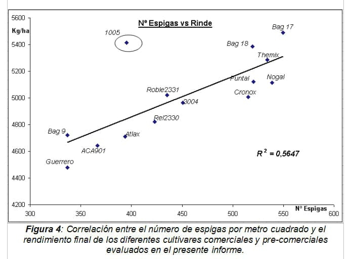 Comportamiento de variedades de trigo en cuanto a enfermedades, rendimiento y sus componentes - Image 10