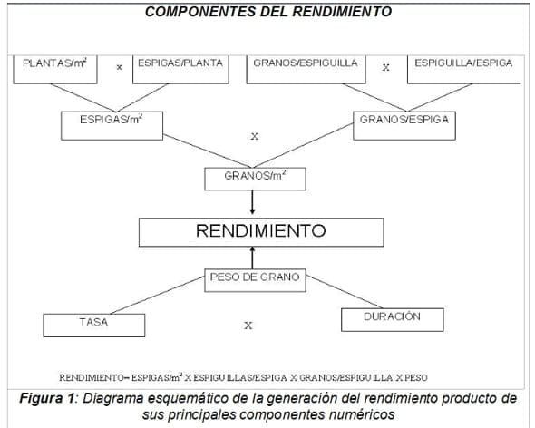 Comportamiento de variedades de trigo en cuanto a enfermedades, rendimiento y sus componentes - Image 1